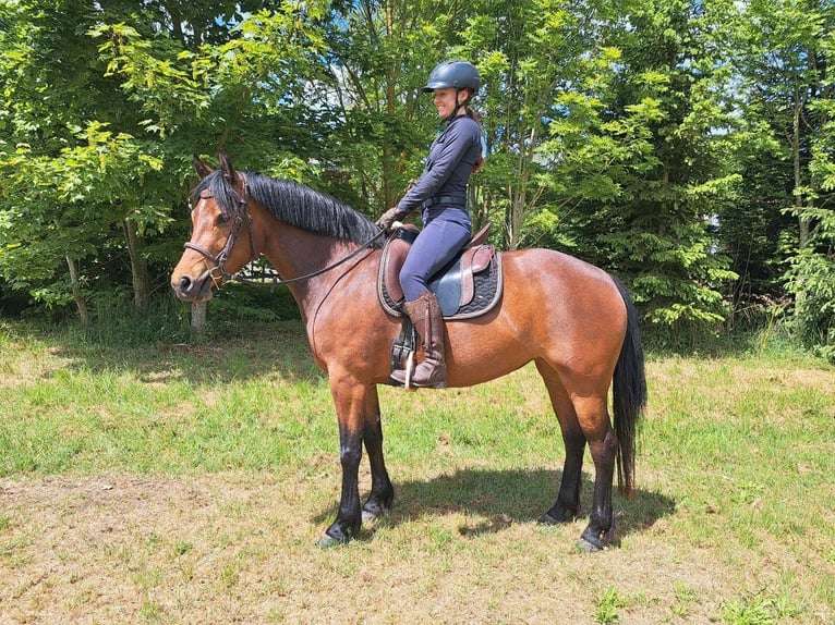 Freiberger Yegua 4 años 152 cm Castaño in Kasendorf