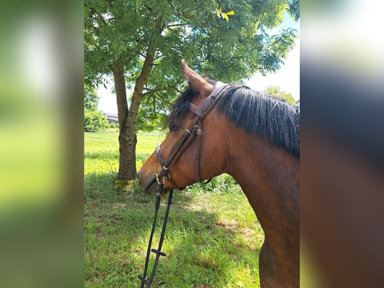 Freiberger Yegua 4 años 152 cm Castaño in Kasendorf