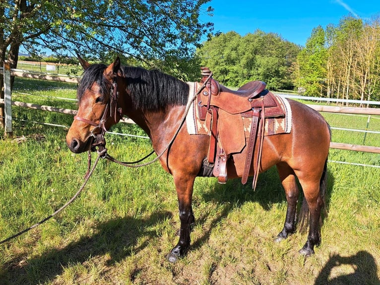 Freiberger Yegua 4 años 152 cm Castaño in Kasendorf