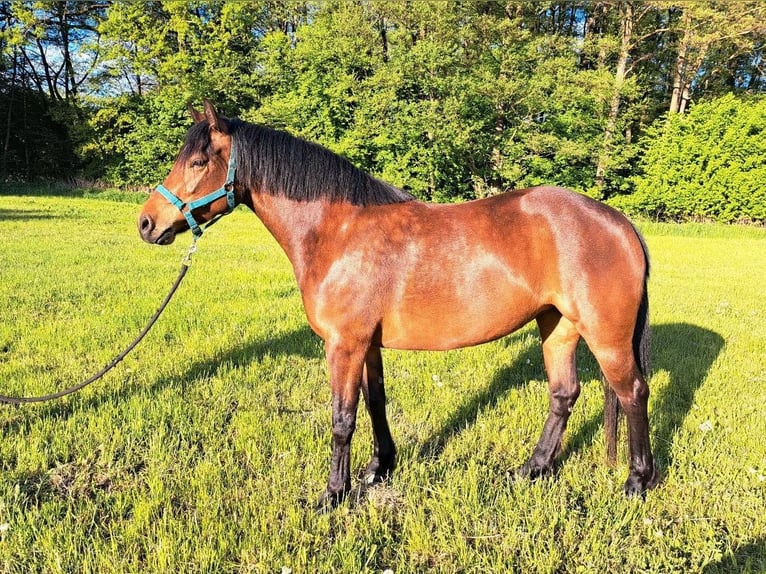 Freiberger Yegua 4 años 152 cm Castaño in Kasendorf
