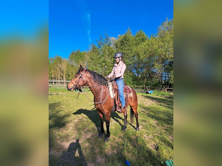Freiberger Yegua 4 años 152 cm Castaño in Kasendorf