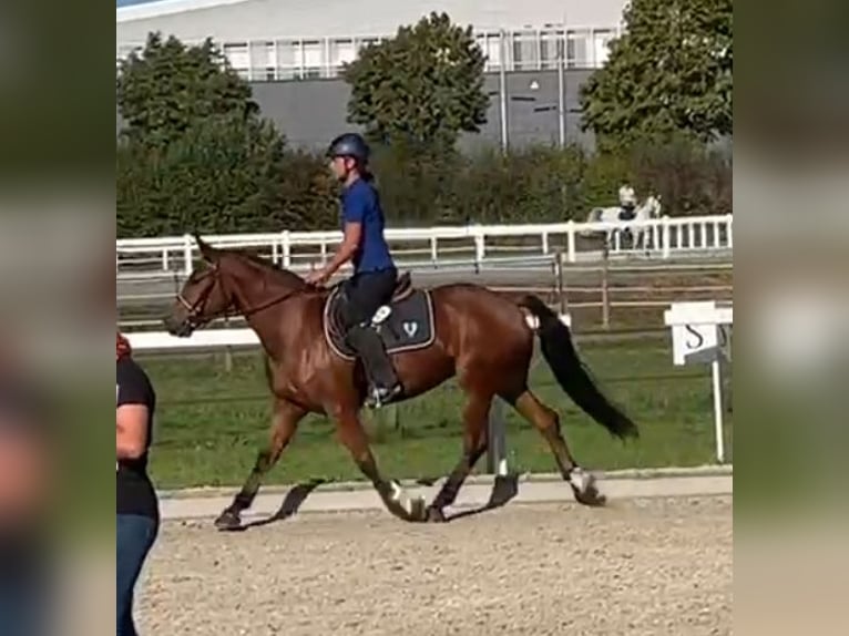 Freiberger Yegua 4 años 153 cm Castaño in Montfaucon