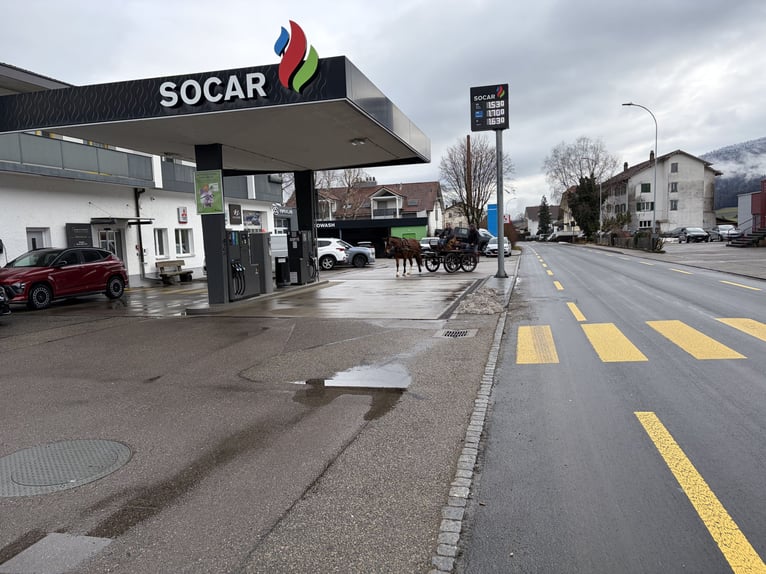 Freiberger Yegua 4 años 156 cm Castaño in Rümmingen