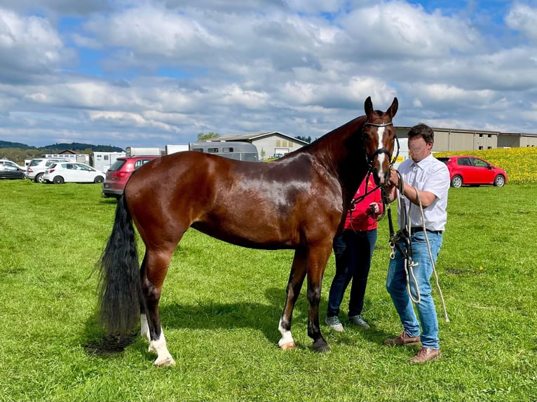 Freiberger Yegua 4 años 156 cm Castaño in Rotkreuz