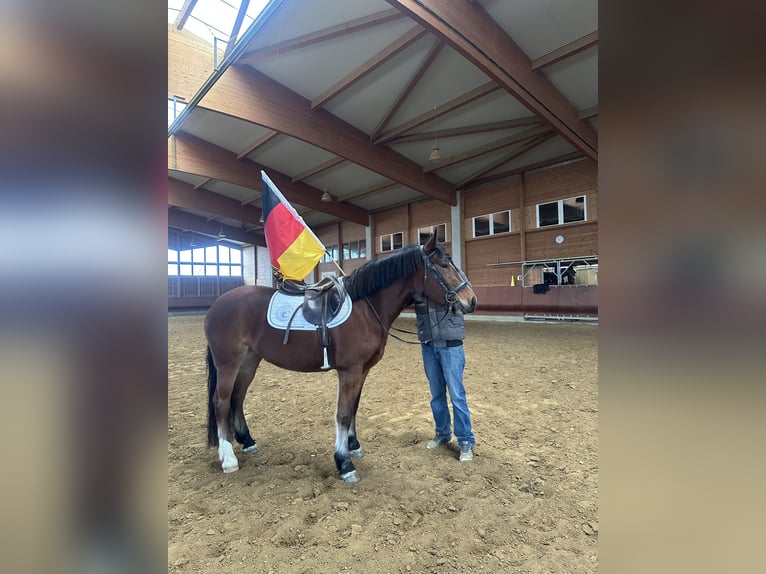 Freiberger Yegua 4 años 156 cm Castaño in Achstetten