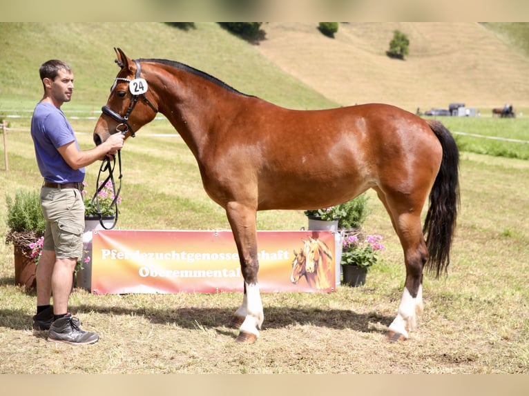 Freiberger Yegua 4 años 157 cm Castaño in Wädenswil