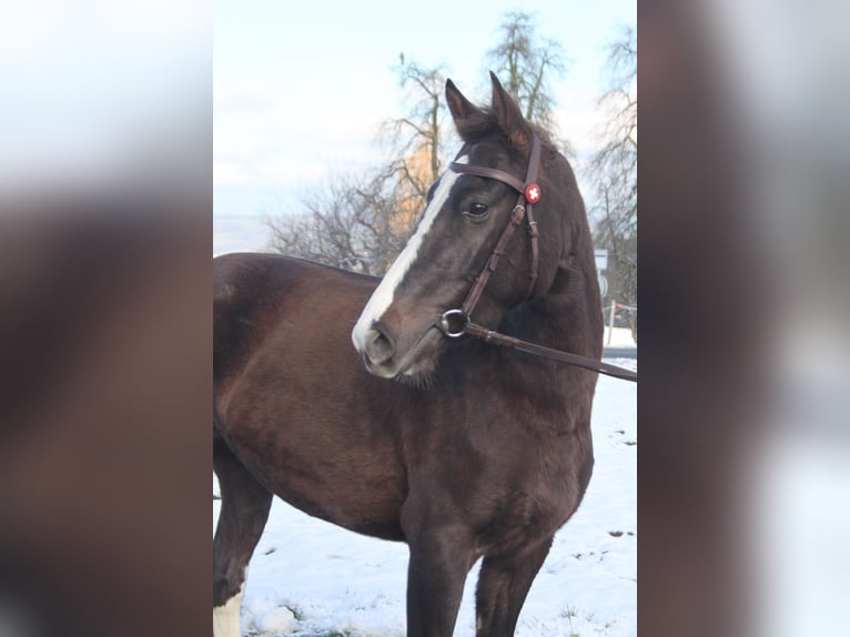 Freiberger Yegua 5 años 154 cm Alazán-tostado in Schönholzerswilen