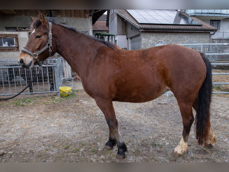 Freiberger Yegua 5 años 156 cm Castaño in Wigoltingen