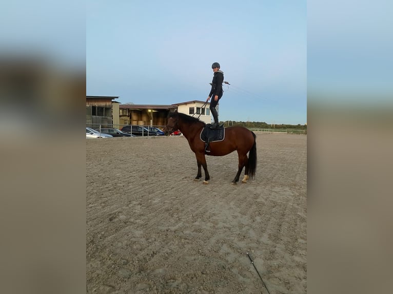 Freiberger Yegua 5 años 160 cm Castaño in Laupheim