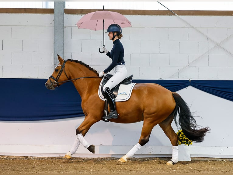 Freiberger Yegua 6 años 152 cm Castaño in Marsberg