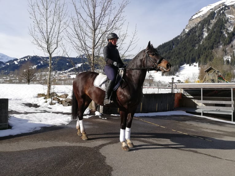 Freiberger Yegua 6 años 152 cm Castaño oscuro in Lenk im Simmental