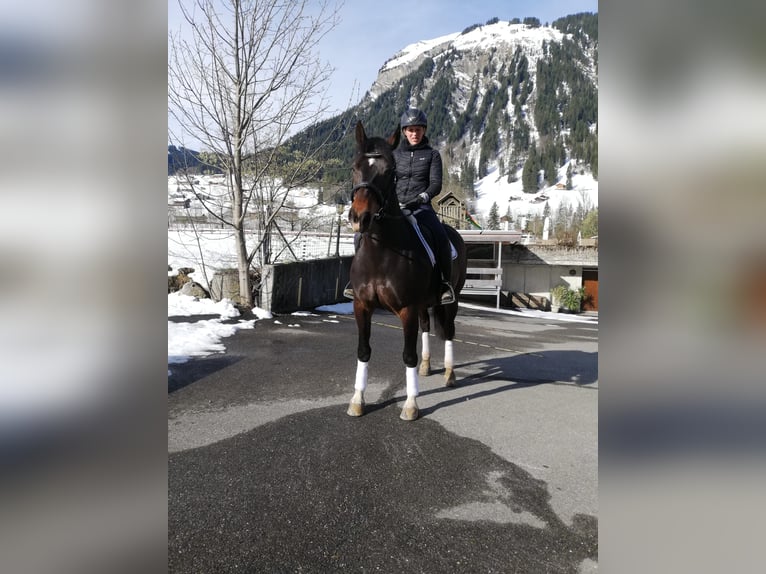 Freiberger Yegua 6 años 152 cm Castaño oscuro in Lenk im Simmental