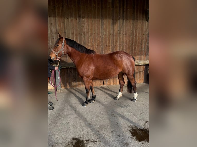 Freiberger Yegua 6 años 155 cm Castaño in Petitefontaine