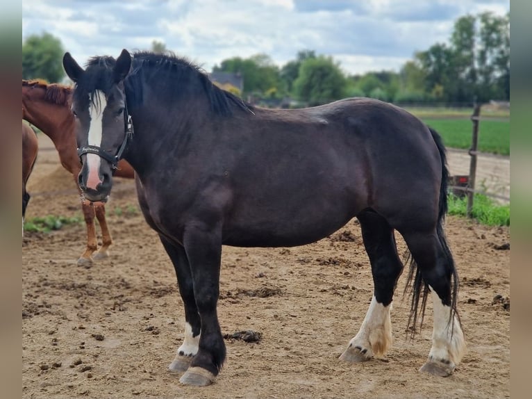 Freiberger Mestizo Yegua 6 años 161 cm Negro in KALDENKIRCHEN