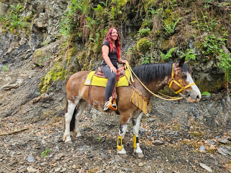 Freiberger Mestizo Yegua 7 años 155 cm Pío in Linkenbach
