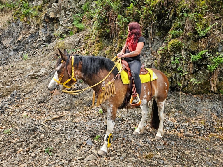 Freiberger Mestizo Yegua 7 años 155 cm Pío in Linkenbach