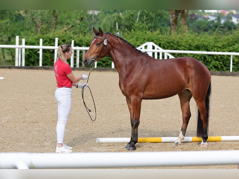 Freiberger Yegua 7 años 158 cm Castaño in Quitzdorf am See