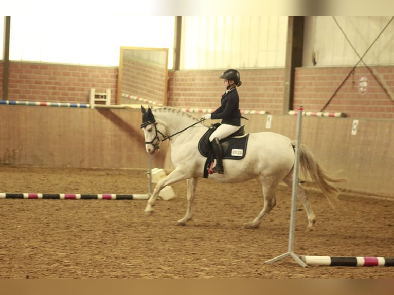 Freiberger Mestizo Yegua 8 años 150 cm Tordo in Dortmund