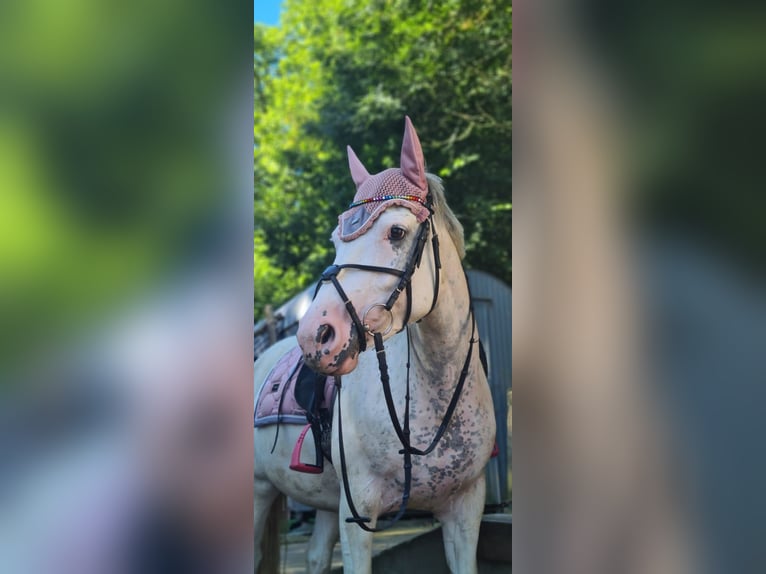 Freiberger Mestizo Yegua 8 años 150 cm Tordo in Dortmund