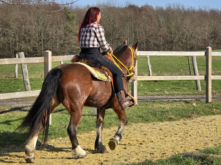 Freiberger Yegua 8 años 155 cm Castaño in Linkenbach