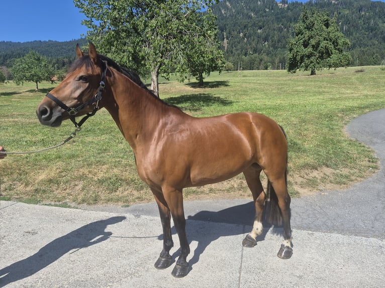 Freiberger Yegua 8 años 155 cm Castaño in Kägiswil
