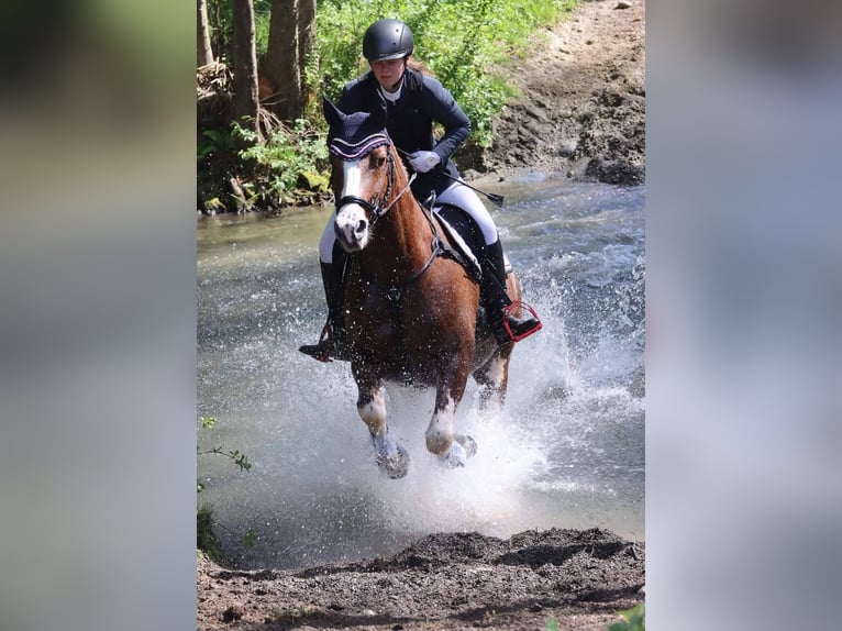 Freiberger Yegua 9 años 160 cm Alazán-tostado in Königstetten