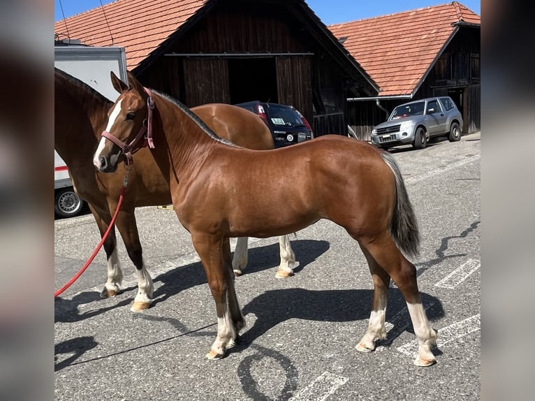 Freiberger Yegua Potro (03/2024) 155 cm Castaño in Sumiswald