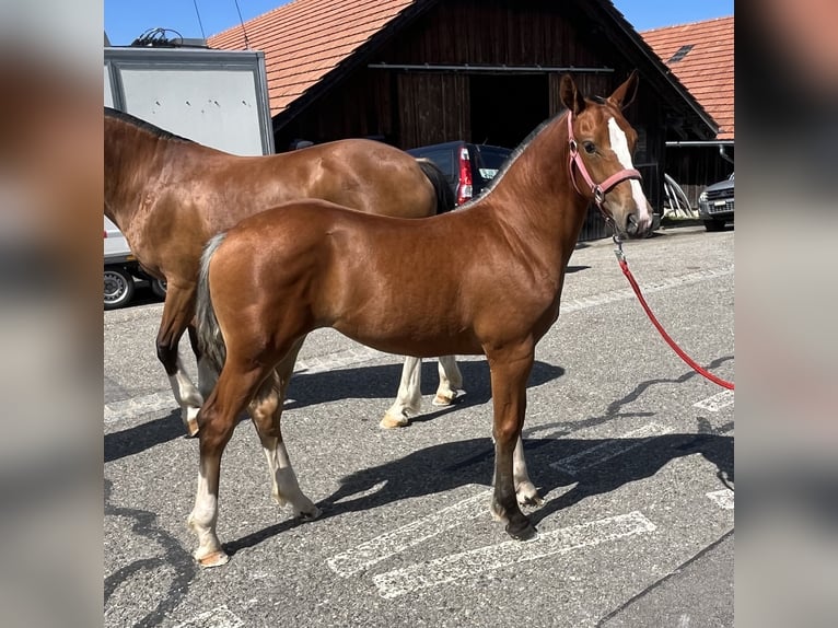 Freiberger Yegua Potro (03/2024) 155 cm Castaño in Sumiswald