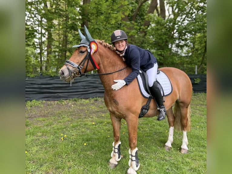 Freiberger Yegua  156 cm Alazán in Stoetze
