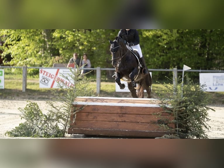 Freiberger Yegua  156 cm Alazán in Stoetze