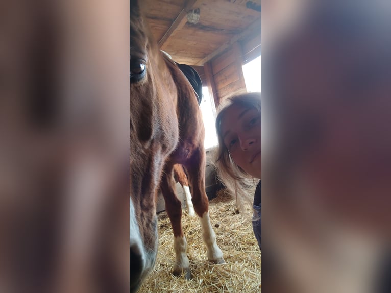 Freizeit-Reitbeteiligung gesucht (3x Monat)