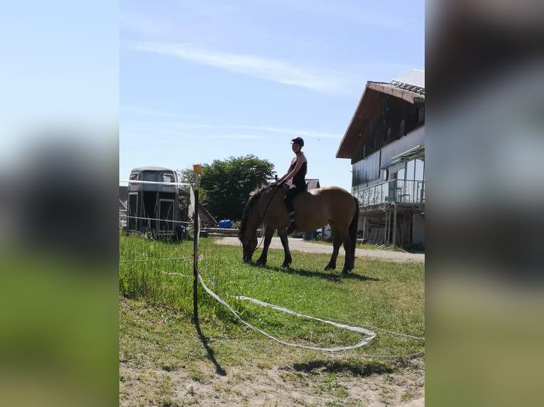 Freizeit Reiterin sucht Herzenspferd