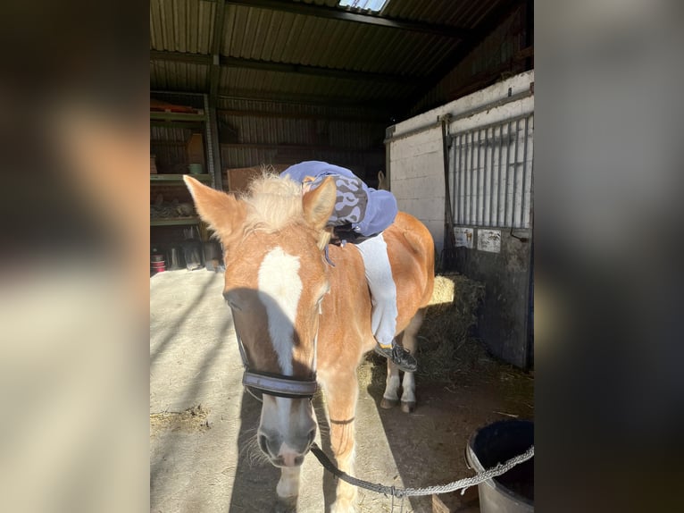 Freizeitpferd zum Ausreiten und Liebhaben gesucht!