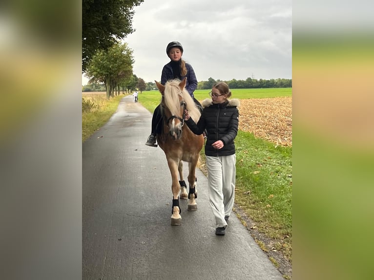 Freizeitpferd zum Ausreiten und Liebhaben gesucht!