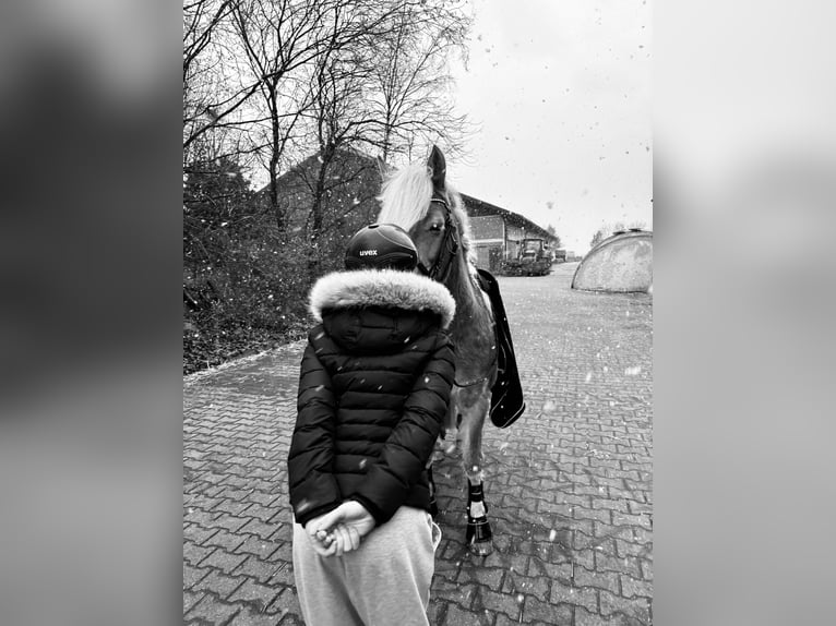 Freizeitpferd zum Ausreiten und Liebhaben gesucht!