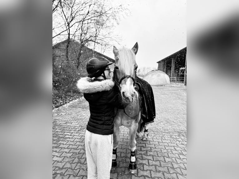 Freizeitpferd zum Ausreiten und Liebhaben gesucht!