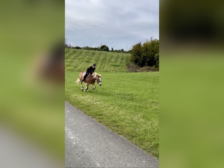 Freizeitpferd zum Ausreiten und Liebhaben gesucht!