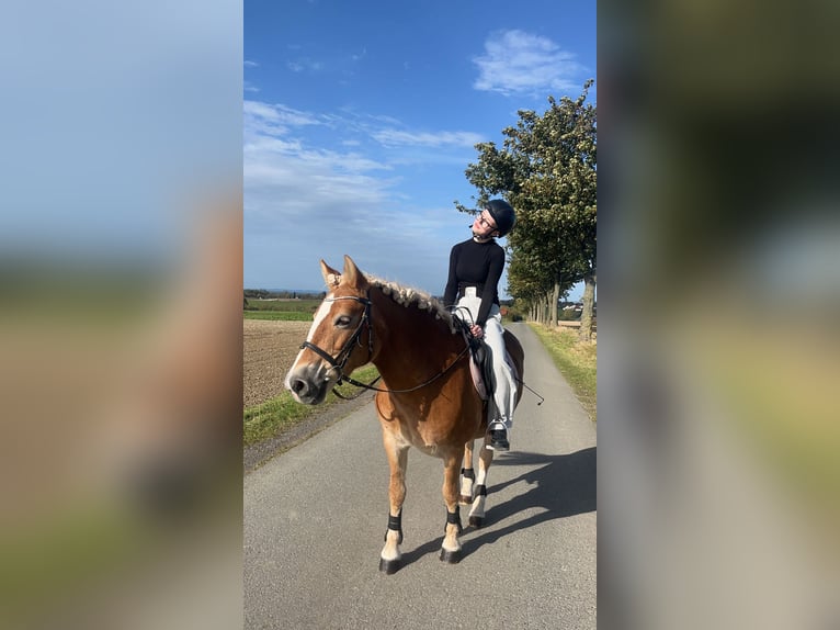 Freizeitpferd zum Ausreiten und Liebhaben gesucht!