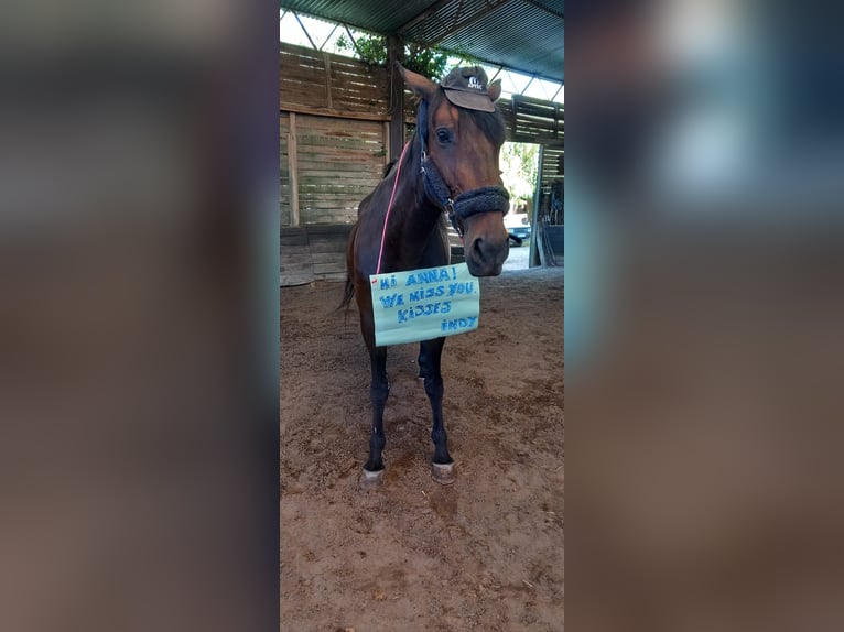 Freizeitreiterin sucht Reitbeteiligung in Mainz und Umgebung