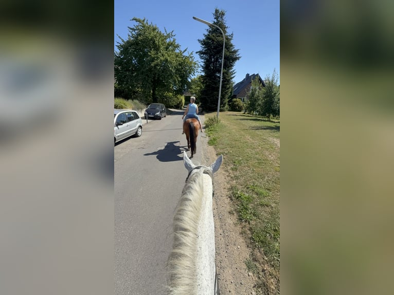 Freizeitreiterin sucht Reitbeteiligung