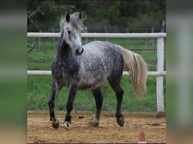 French riding pony Gelding 10 years 13,2 hh Gray-Dapple in La Rochelle