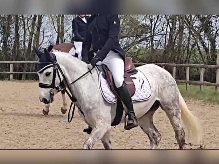 French riding pony Gelding 10 years 13,2 hh Gray-Dapple in La Rochelle