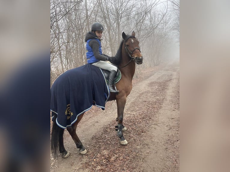French riding pony Gelding 10 years 13.3 hh Bay in Legnano