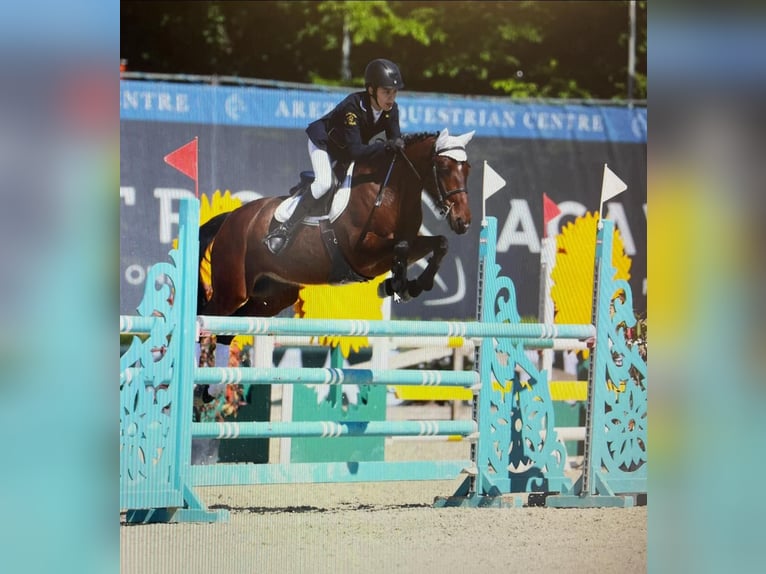 French riding pony Gelding 10 years 13.3 hh Bay in Legnano