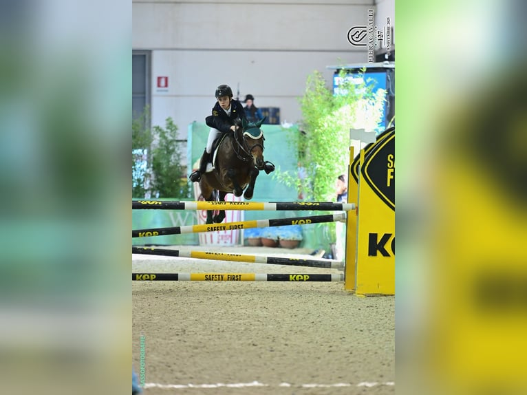 French riding pony Gelding 10 years 13.3 hh Bay in Legnano