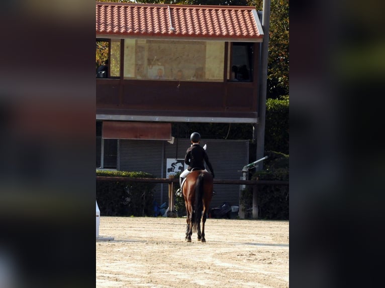 French riding pony Gelding 10 years 13.3 hh Brown in Legnano