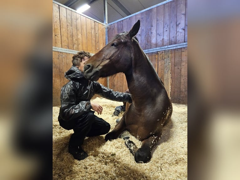 French riding pony Gelding 10 years 13,3 hh Brown in Dairago