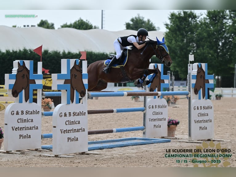 French riding pony Gelding 10 years 13,3 hh Brown in Dairago