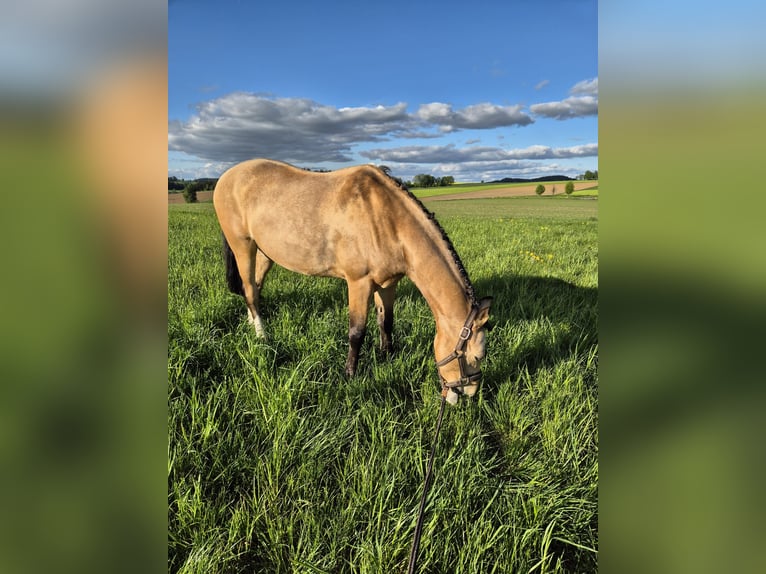 French riding pony Gelding 10 years 14.1 hh Dun in Hof