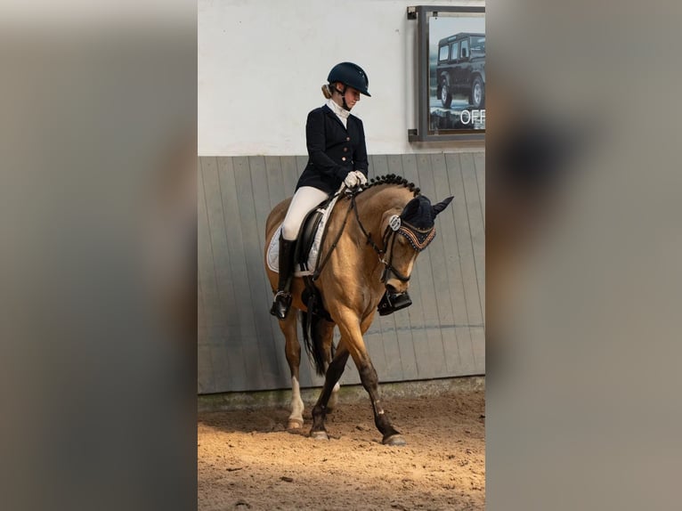 French riding pony Gelding 10 years 14.1 hh Dun in Hof